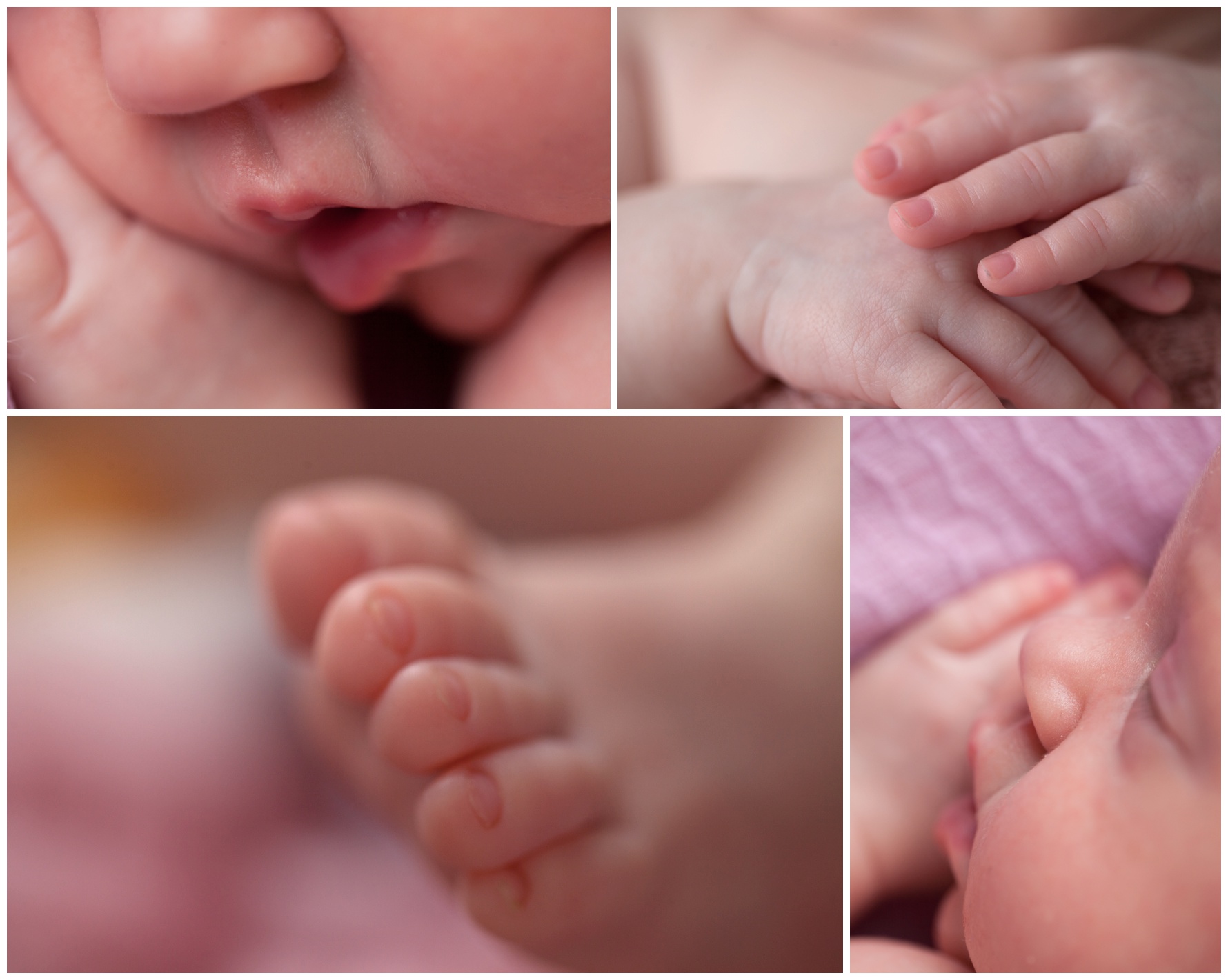 Charlotte Newborn baby Photographer