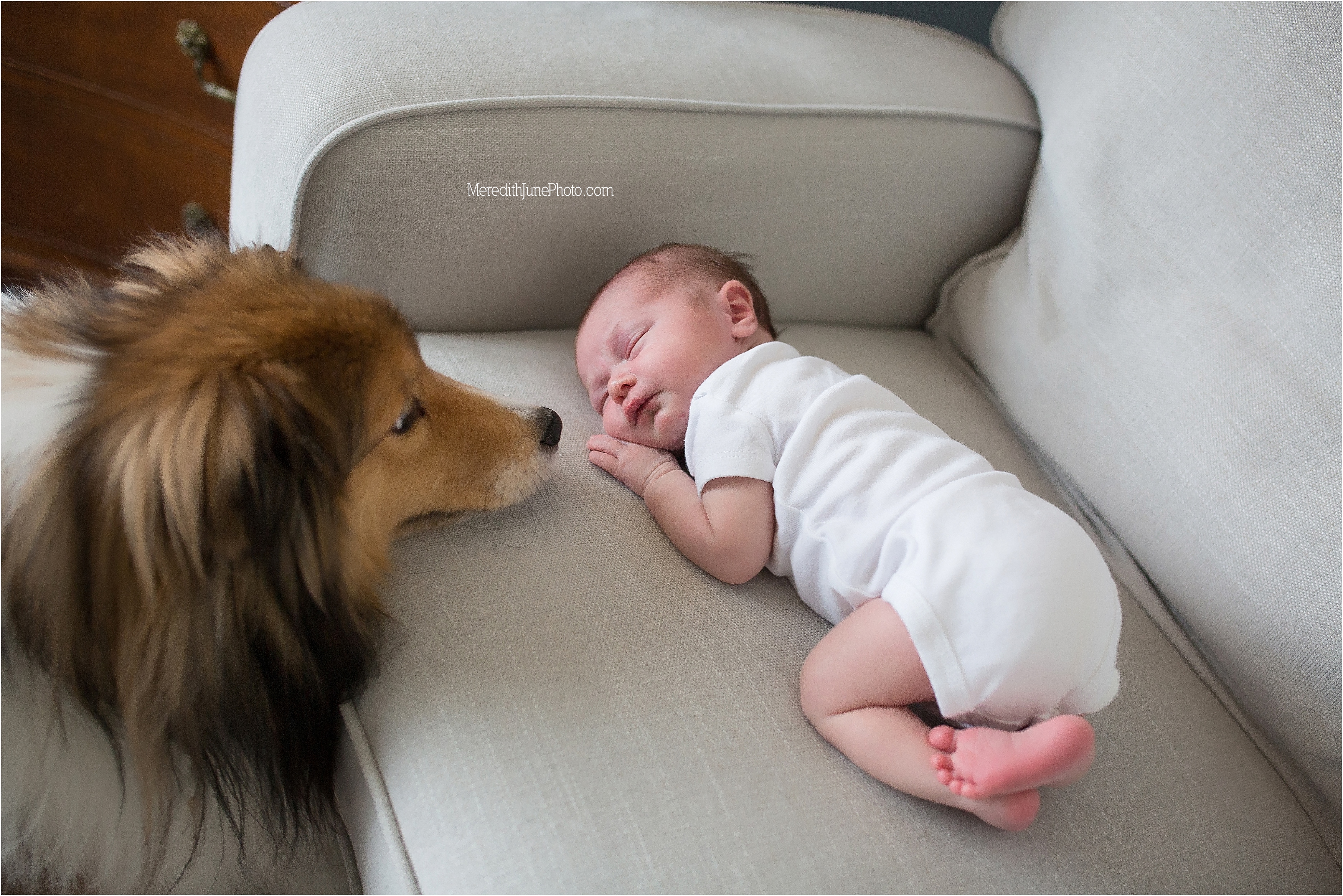 newborn with dog photo ideas