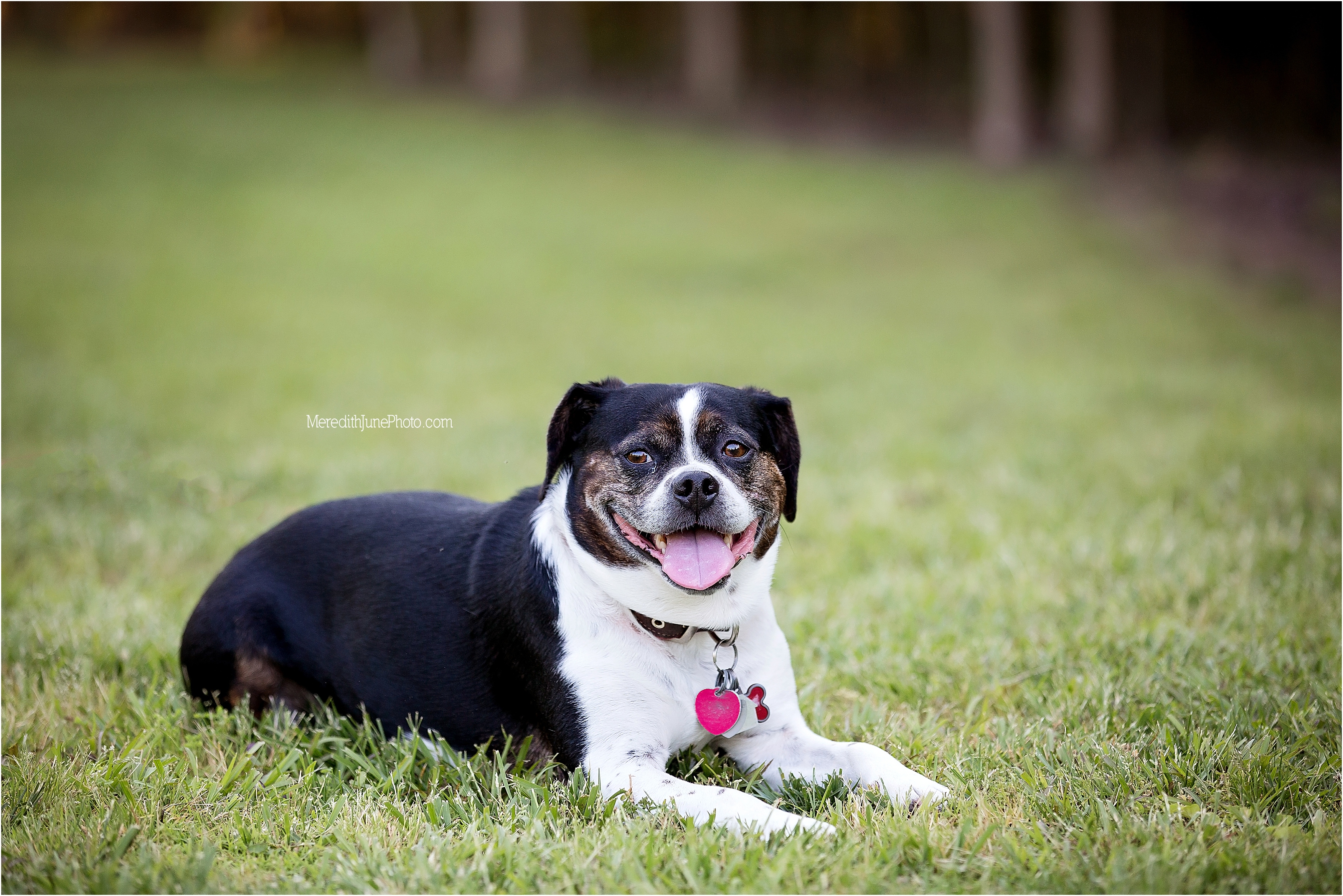 Beautiful spring maternity session with family and dog 