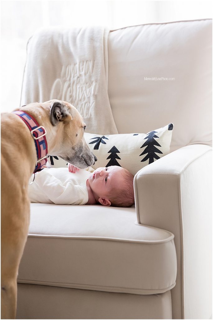 Newborn with dog photo ideas by MJP